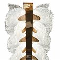 Pendant lamp Smilroure 105, transparent/gold color, 105x40cm, LED 144W, 3000K/4000K/6000K, 9072lm