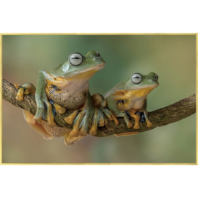 Wall glass art Frogs, 40x60x3.5cm