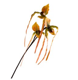 Orhideja I, H78cm