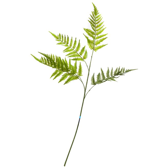 Phyllitis Green, H94cm