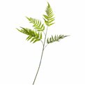 Phyllitis Green, H94cm