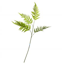 Phyllitis Green, H94cm