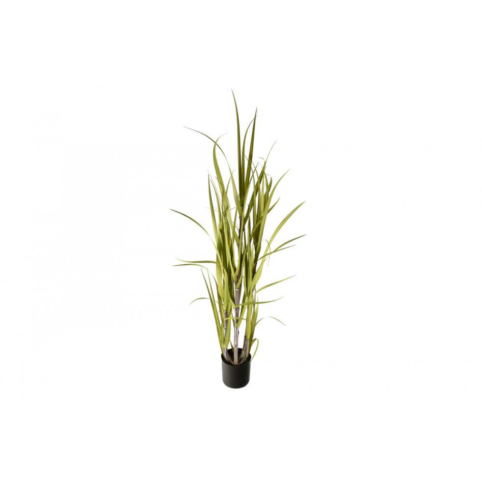 Sugarcane grass in pot, h150cm