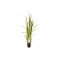 Sugarcane grass in pot, h150cm