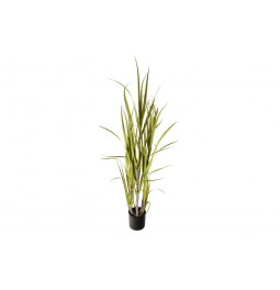 Sugarcane grass in pot, h150cm