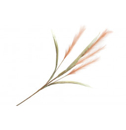 Decorative plant Alopecurus pratensis, H115cm