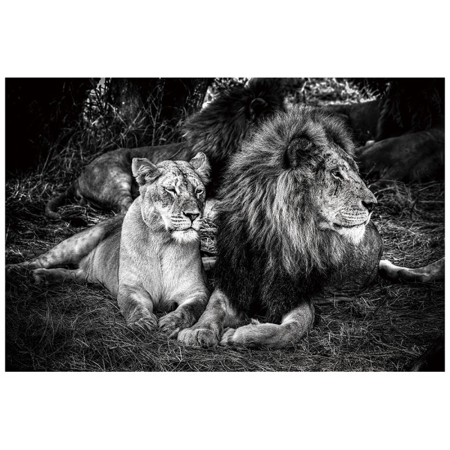 Klaasist pilt Lion, 150x100cm 