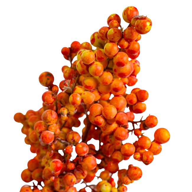 Branch Phoenix OR, H36cm