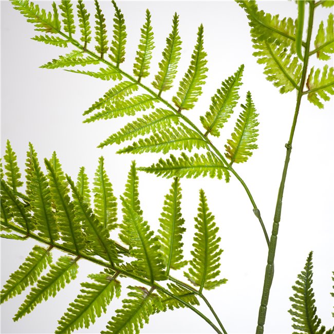 Phyllitis Green, H94cm
