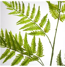 Phyllitis Green, H94cm