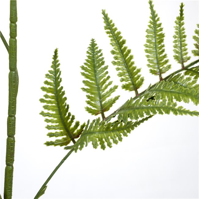 Phyllitis Green, H94cm