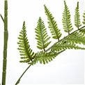 Phyllitis Green, H94cm