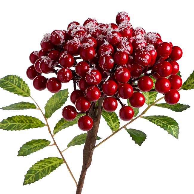 Decorative plant Kotoneaster integris red, H60cm