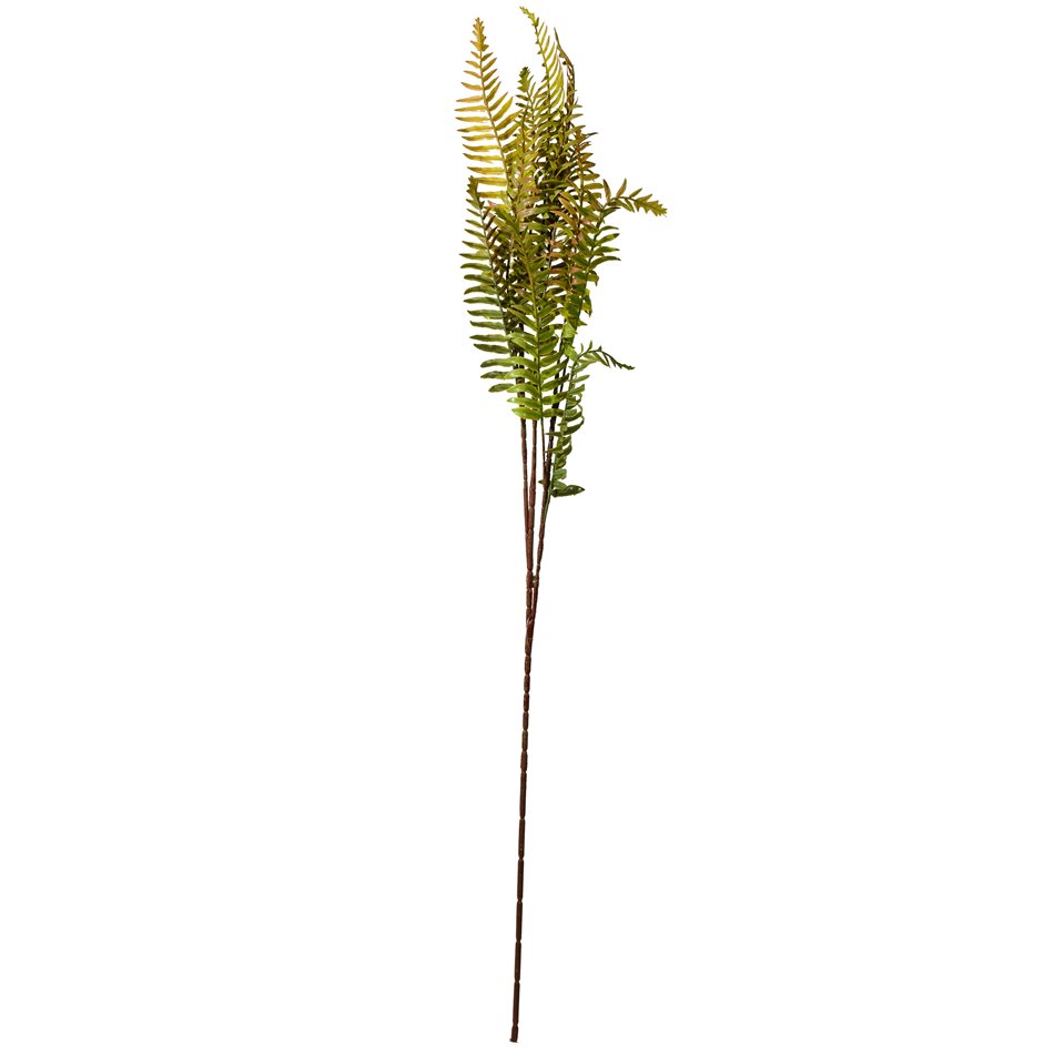 Decorative plant Coniogramme spray, green/brown, H105cm