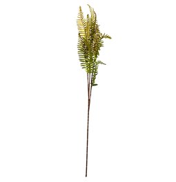 Decorative plant Coniogramme spray, green/brown, H105cm