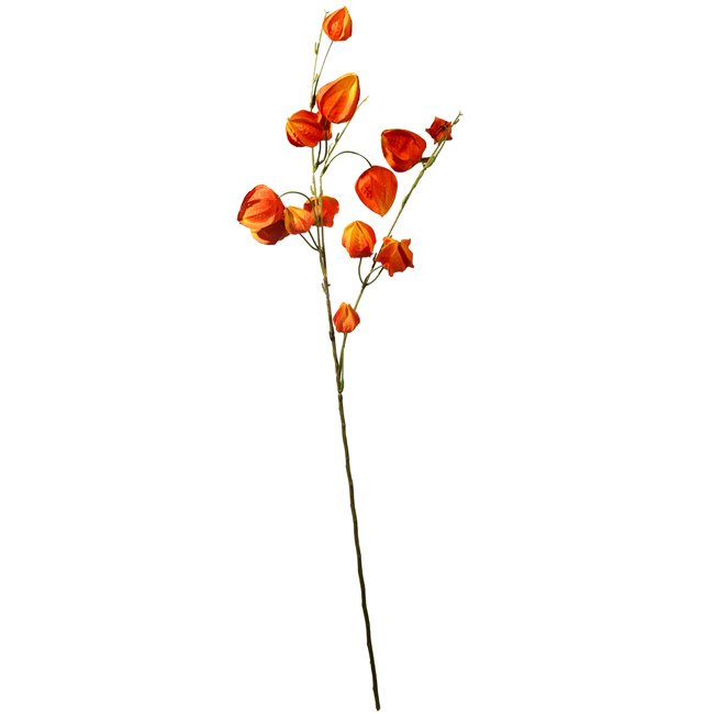 Dekoratiivne taim Physalis peruviana, oranž, H74cm