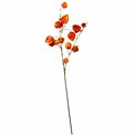 Dekoratiivne taim Physalis peruviana, oranž, H74cm