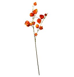 Dekoratiivne taim Physalis peruviana, oranž, H74cm