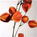 Dekoratiivne taim Physalis peruviana, oranž, H74cm