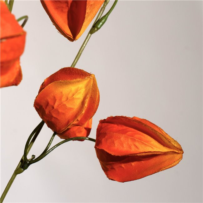 Dekoratiivne taim Physalis peruviana, oranž, H74cm