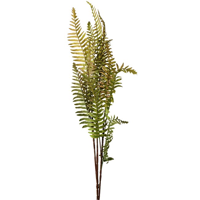 Decorative plant Coniogramme spray, green/brown, H105cm