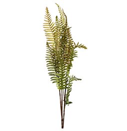 Decorative plant Coniogramme spray, green/brown, H105cm