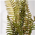 Decorative plant Coniogramme spray, green/brown, H105cm