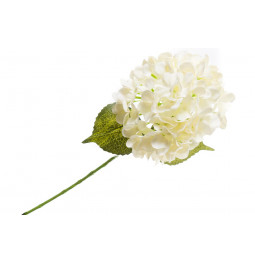Hortensia Phlox Adessa white, H62cm