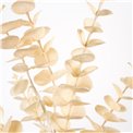 Декоративное растение Berberis CR yellow CR, желтый, H90cm