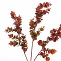 Декоративное растение Berberis Green/red, зеленый/красный, H65cm