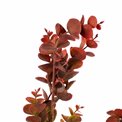 Декоративное растение Berberis Green/red, зеленый/красный, H65cm