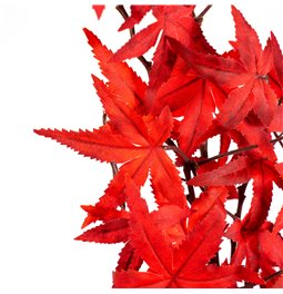 Decorative plant Mountain Fire red, H65cm