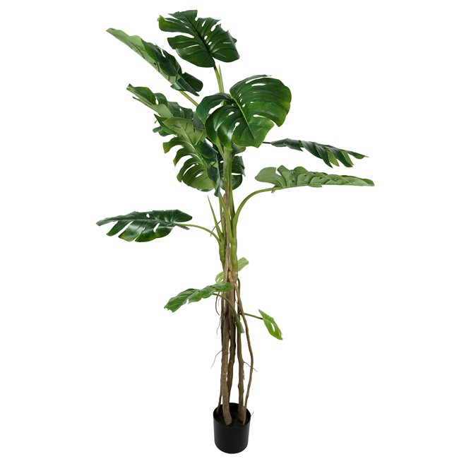 Decorative plant Monstera, 180cm