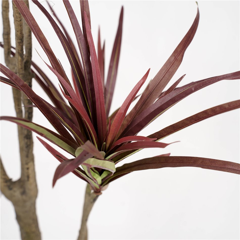 Dekoratiivtaim Dracena, 180cm