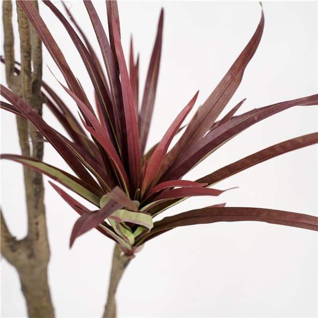 Dekoratiivtaim Dracena, 180cm