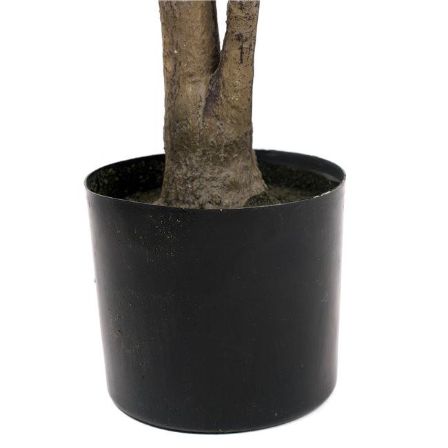 Dekoratiivtaim Dracena, 180cm