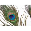Feather decor, set of 3 feathers, 7x30cm 