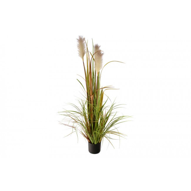 Reed grass in pot, H-120cm