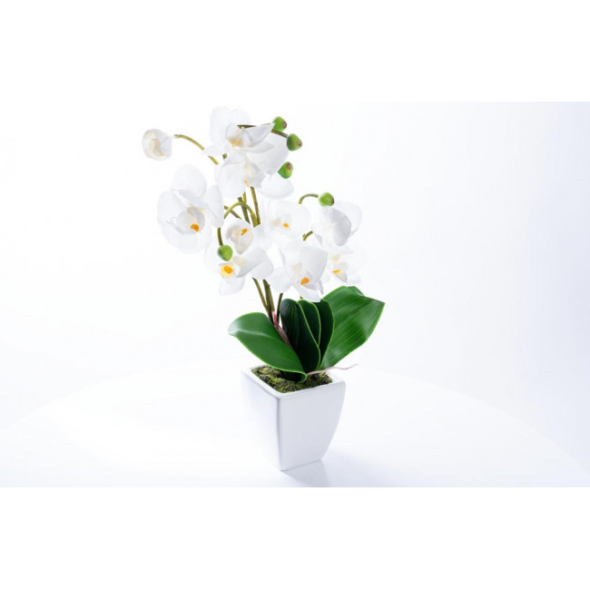 Orchid in pot, H-41cm