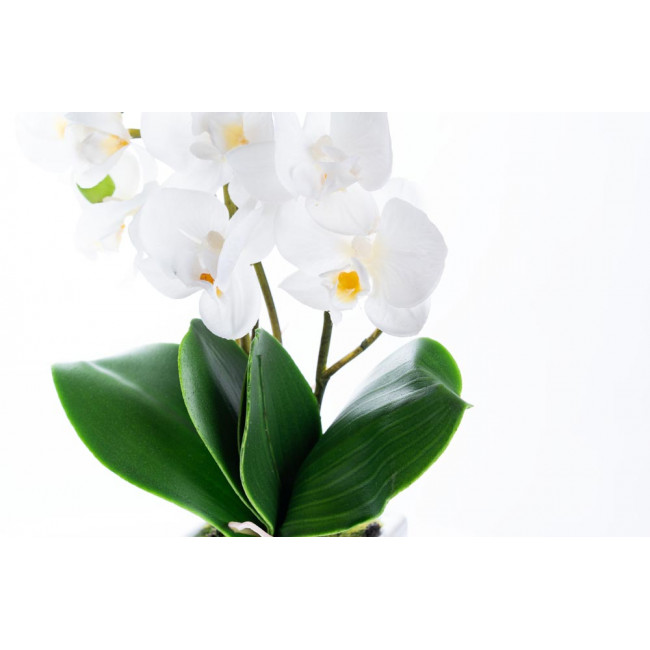 Orchid in pot, H-41cm