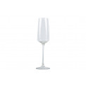 Champagne flute glass set Wine Nova, 250ml, H-24.5cm, D-7cm