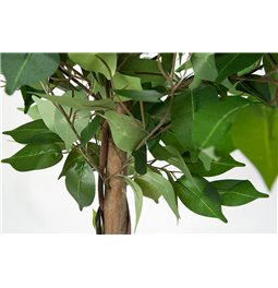Artificial ficus with pot, H120cm