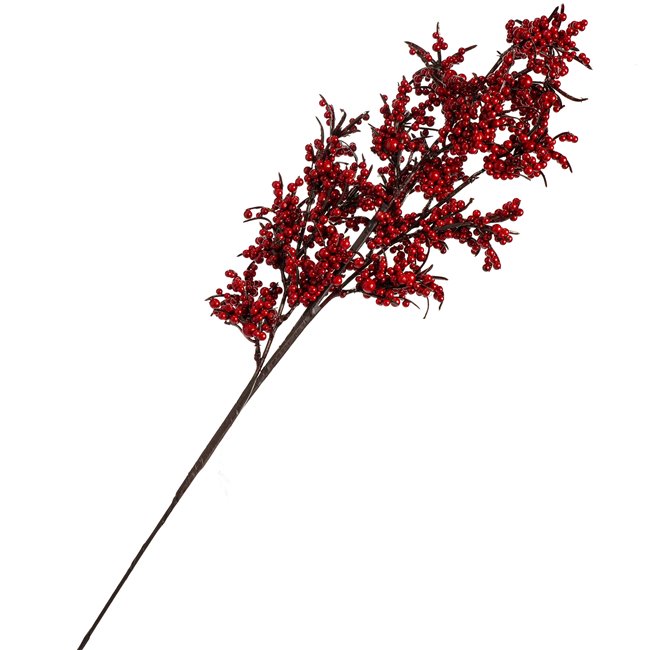 Amaranthus RD, H73cm