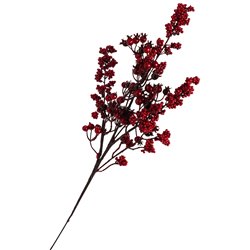 Amaranthus Red, H 62cm