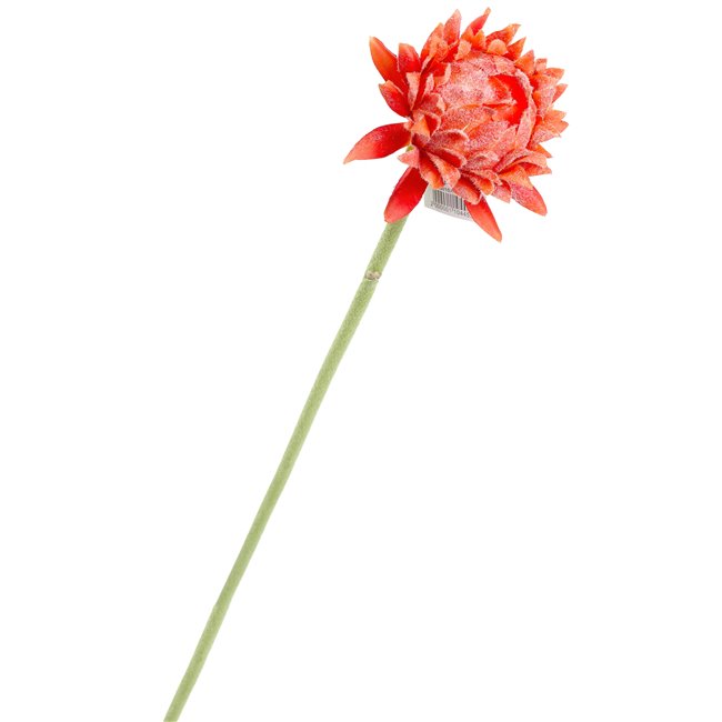 Astera II, H61cm