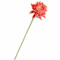 Astera II, H61cm