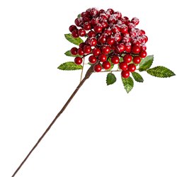Decorative plant Kotoneaster integris red, H60cm