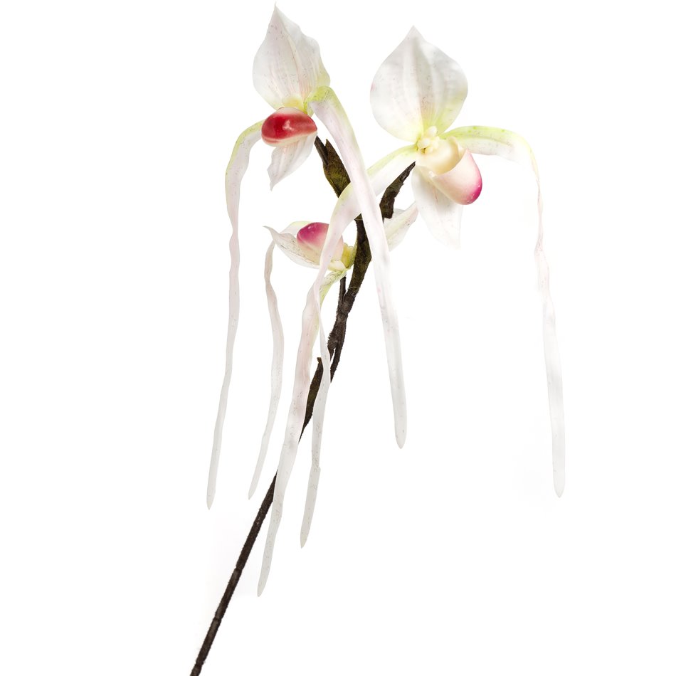 Orhideja II, H78cm