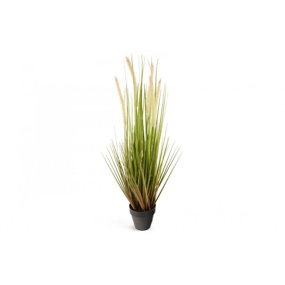 Dog tail grass in pot, H68x12.5cm