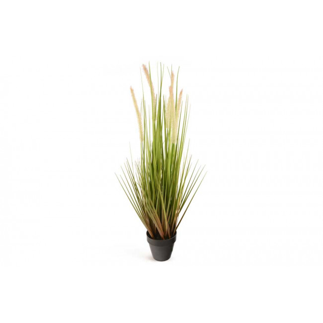 Dog tail grass in pot, H68x12.5cm